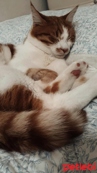 Sarman, Kedi  Frodo fotoğrafı