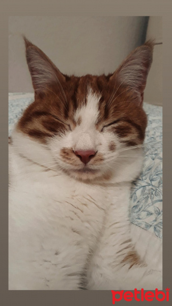 Sarman, Kedi  Frodo fotoğrafı