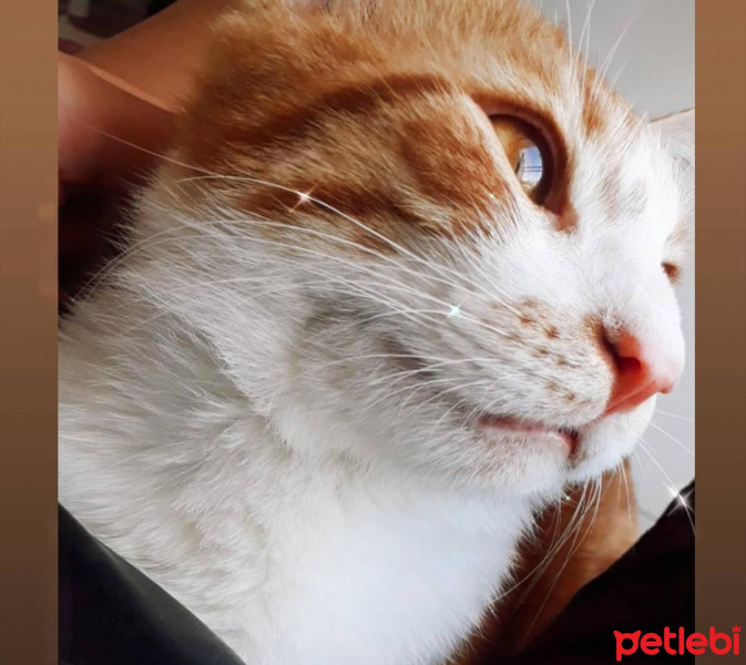 Sarman, Kedi  Frodo fotoğrafı