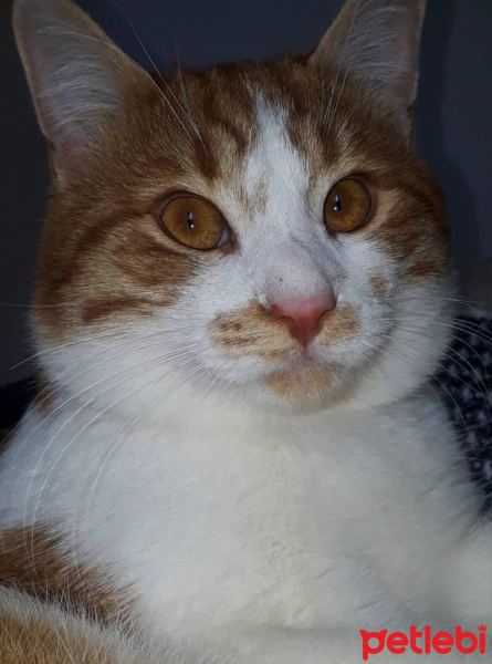 Sarman, Kedi  Frodo fotoğrafı