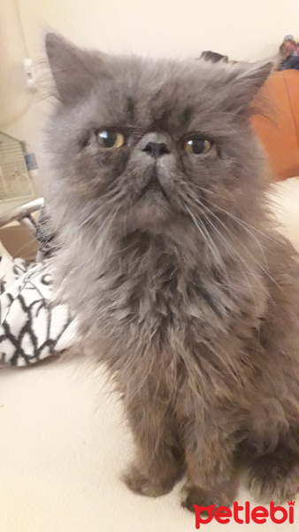 Exotic Shorthair, Kedi  Gölge fotoğrafı