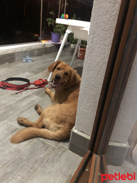 Golden Retriever, Köpek  Paşa fotoğrafı