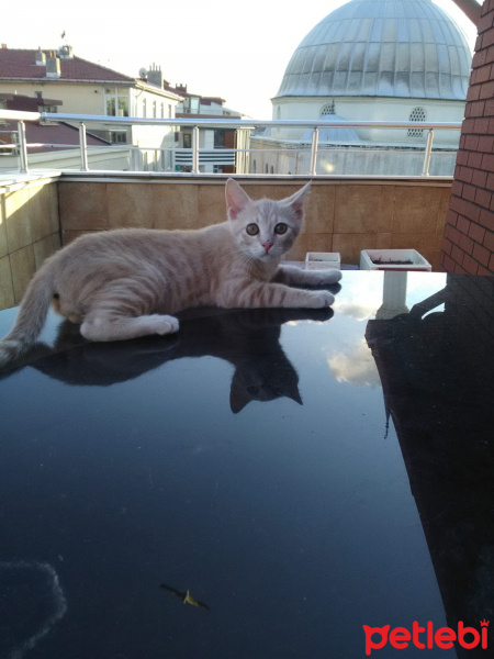 Tekir Kedi, Kedi  Miu fotoğrafı