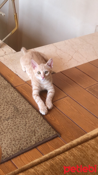 Tekir Kedi, Kedi  Miu fotoğrafı