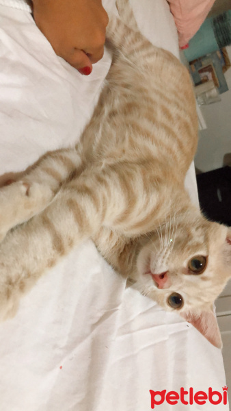 Tekir Kedi, Kedi  Miu fotoğrafı