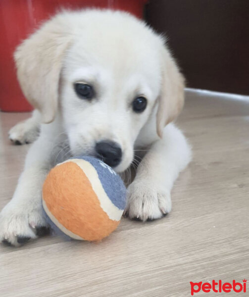 Golden Retriever, Köpek  Lucy fotoğrafı