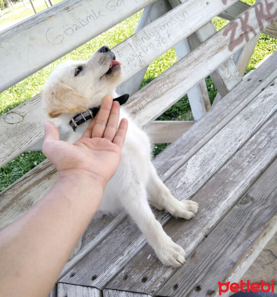 Golden Retriever, Köpek  Lucy fotoğrafı