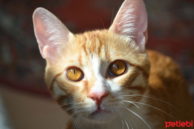Sarman, Kedi  Mırmır fotoğrafı