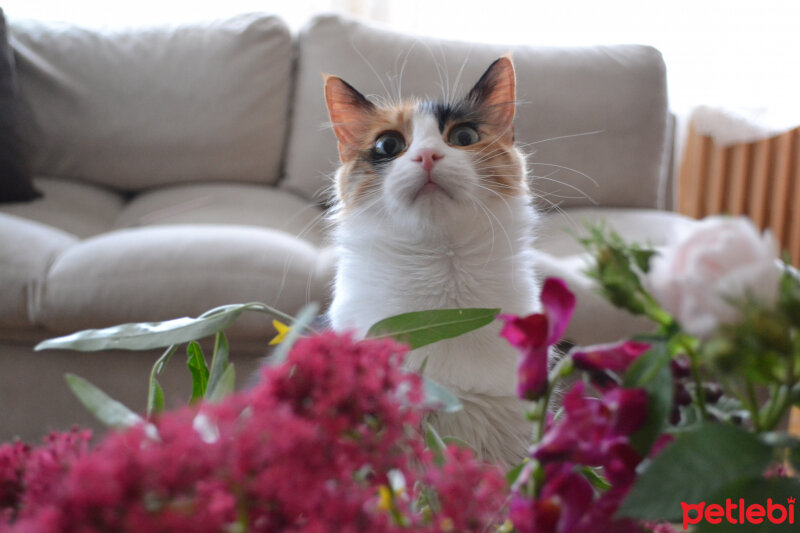 Tekir Kedi, Kedi  Evren fotoğrafı