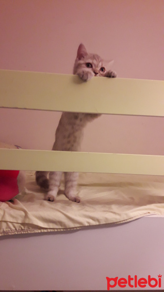 British Shorthair, Kedi  salep fotoğrafı