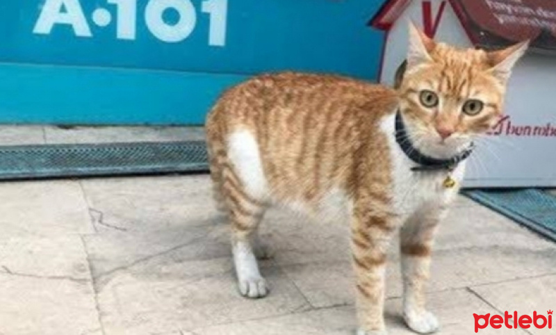 Tekir Kedi, Kedi  Şeker fotoğrafı