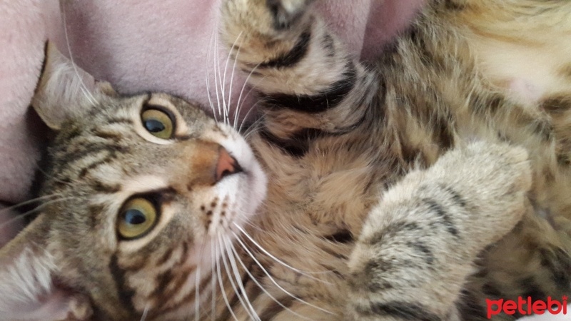 Tekir Kedi, Kedi  Pırrtık fotoğrafı