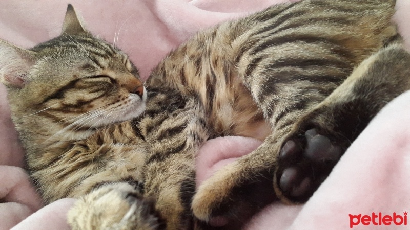 Tekir Kedi, Kedi  Pırrtık fotoğrafı