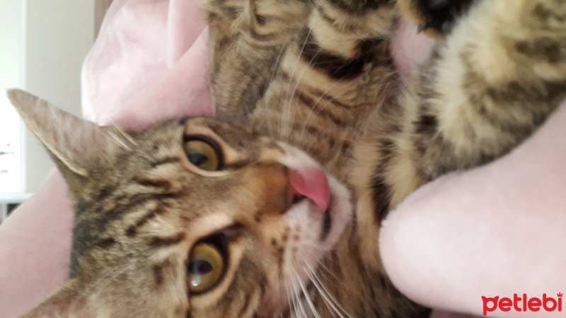 Tekir Kedi, Kedi  Pırrtık fotoğrafı