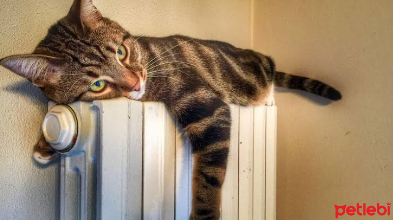 Tekir Kedi, Kedi  Hürrem fotoğrafı