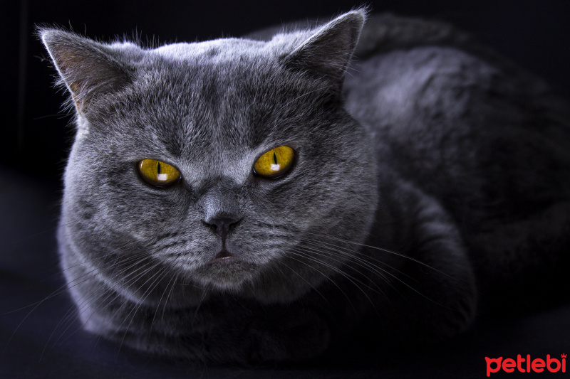 Scottish Fold, Kedi  Pisagor fotoğrafı