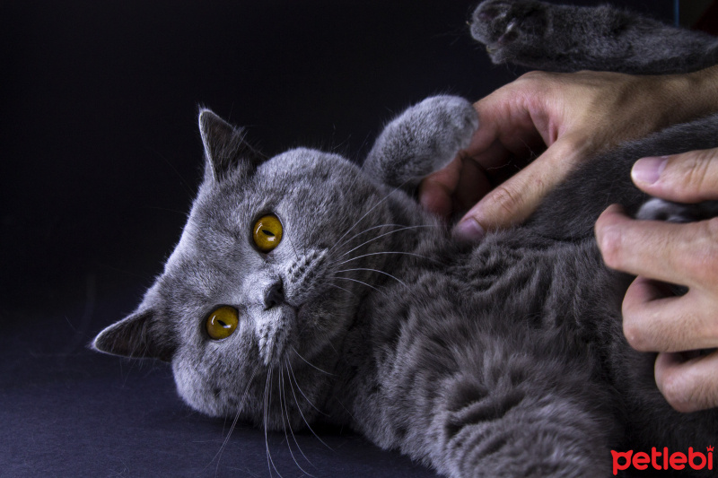Scottish Fold, Kedi  Pisagor fotoğrafı