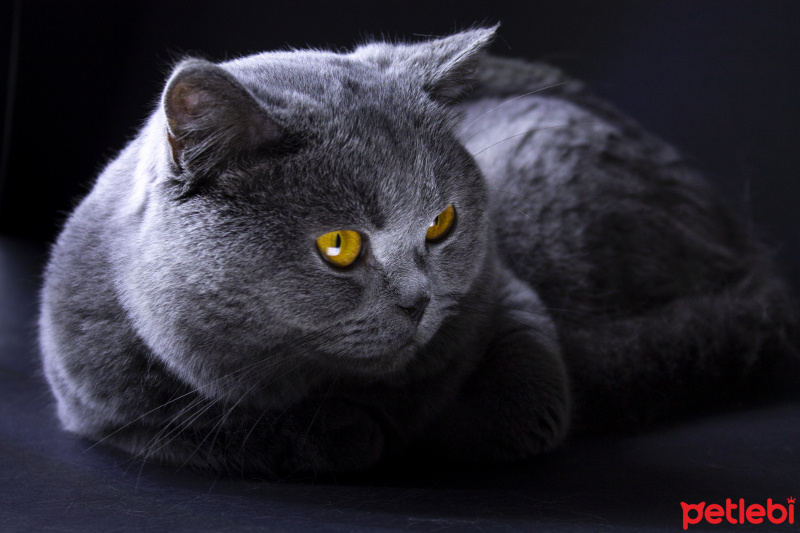 Scottish Fold, Kedi  Pisagor fotoğrafı