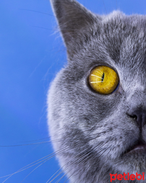 Scottish Fold, Kedi  Pisagor fotoğrafı