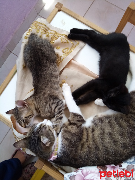 Tekir Kedi, Kedi  Tarçın ve zeytin fotoğrafı