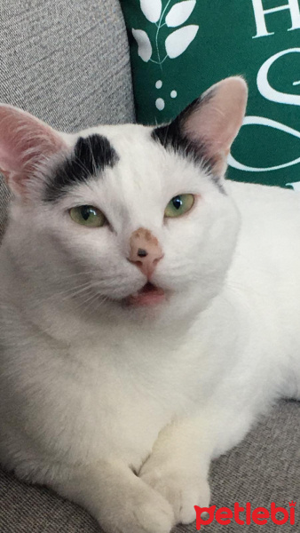 Tekir Kedi, Kedi  Oğluş fotoğrafı