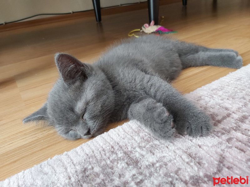 British Shorthair, Kedi  Gofik fotoğrafı