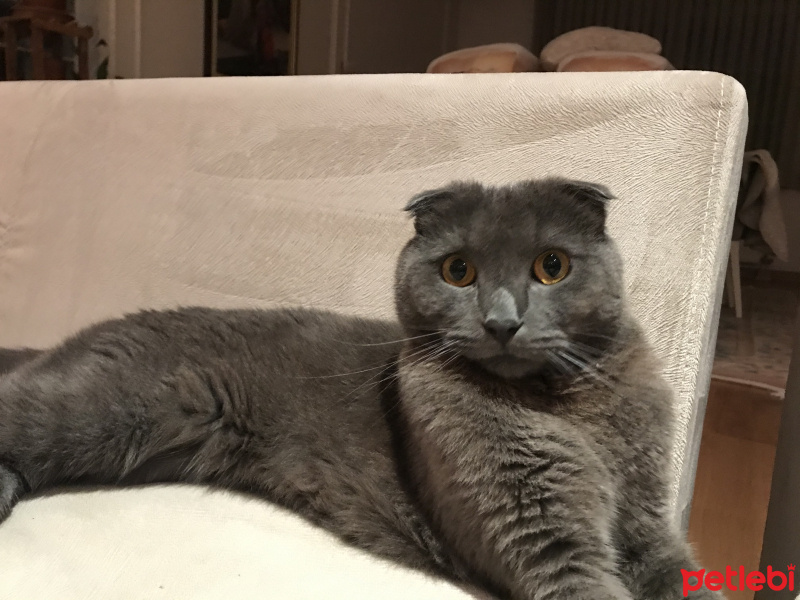 Scottish Fold, Kedi  Püsük fotoğrafı