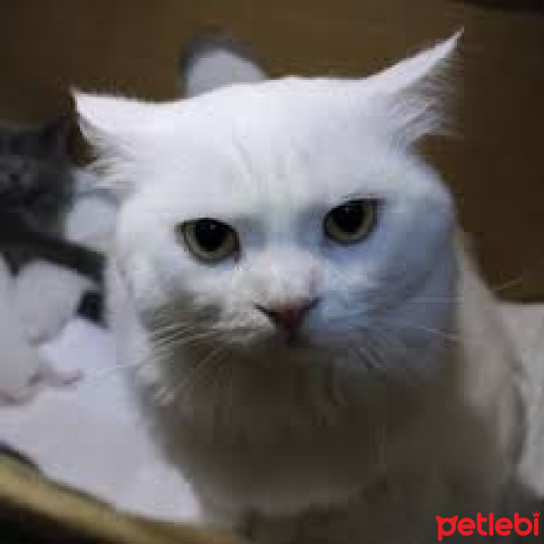 Van Kedisi, Kedi  MIYA fotoğrafı