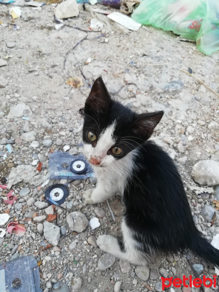 Soke, Kedi  Minik fotoğrafı