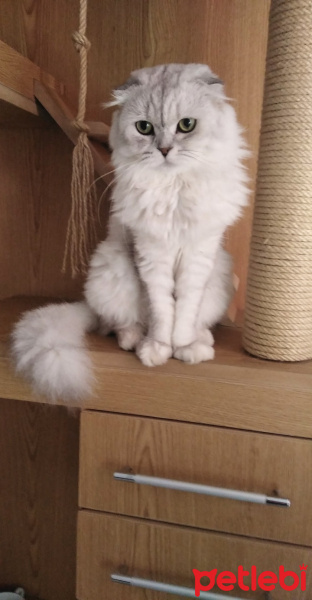 Scottish Fold, Kedi  Paşa fotoğrafı