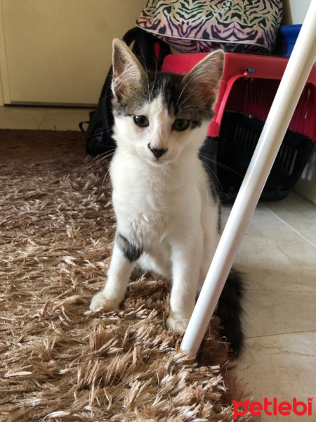 Tekir Kedi, Kedi  cesur fotoğrafı