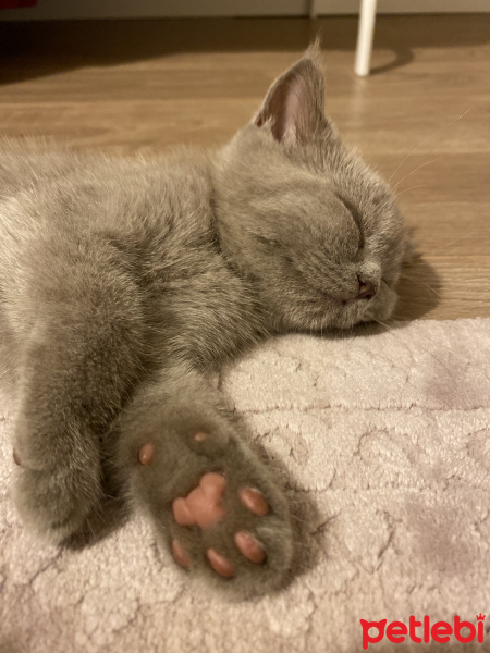 British Shorthair, Kedi  Pika fotoğrafı