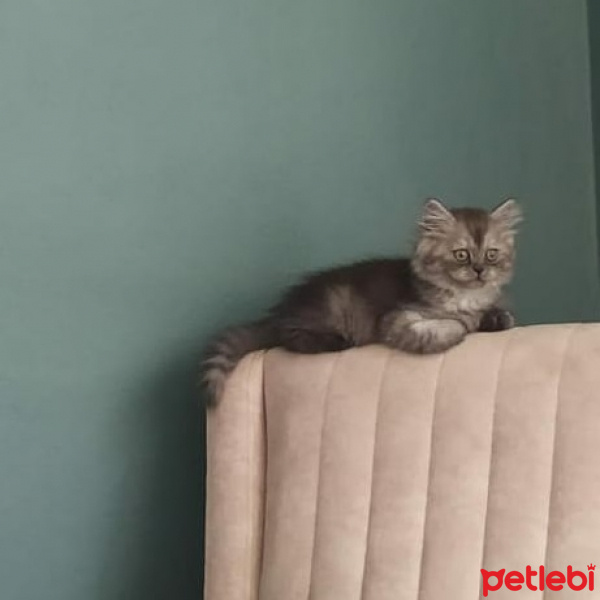 Chinchilla, Kedi  Gümüş fotoğrafı