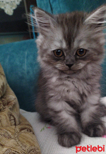 Chinchilla, Kedi  Gümüş fotoğrafı