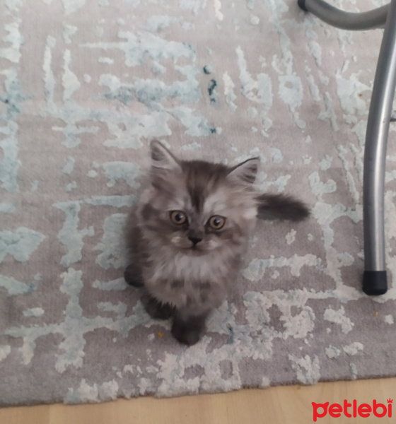 Chinchilla, Kedi  Gümüş fotoğrafı
