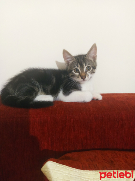 Tuxedo (Smokin) Kedi, Kedi  İsimsizler fotoğrafı