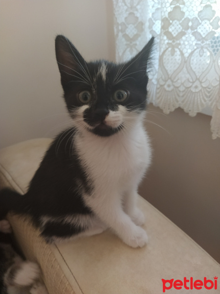 Tuxedo (Smokin) Kedi, Kedi  İsimsizler fotoğrafı