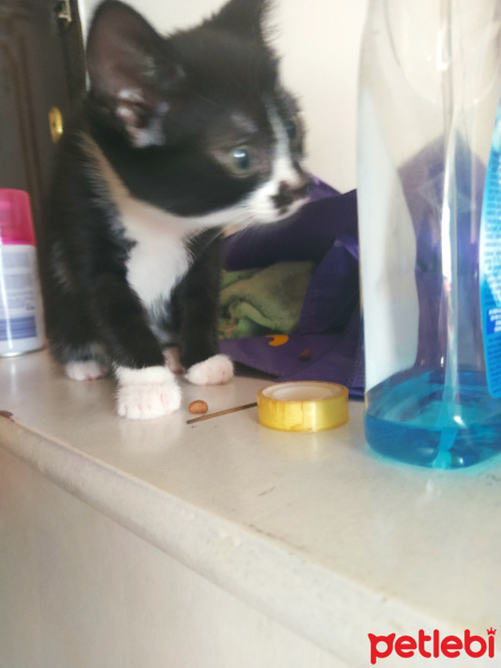 Tuxedo (Smokin) Kedi, Kedi  İsimsizler fotoğrafı