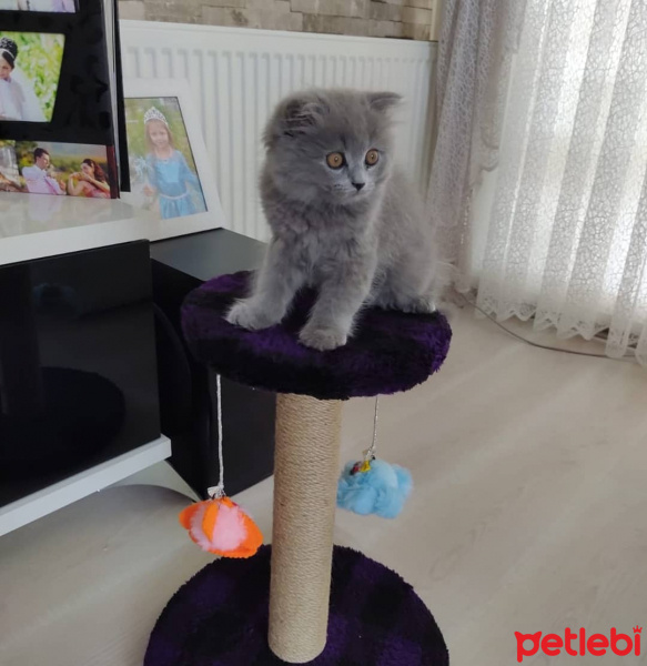 Scottish Fold, Kedi  Tesla fotoğrafı