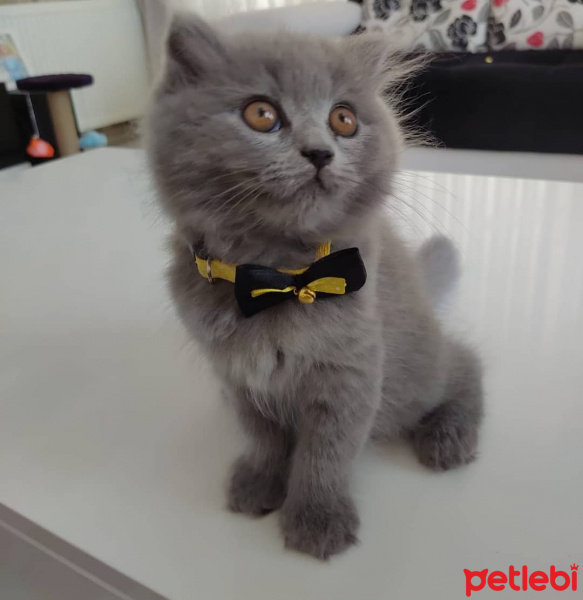 Scottish Fold, Kedi  Tesla fotoğrafı