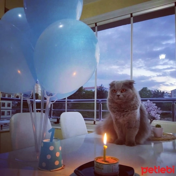 Scottish Fold, Kedi  Tesla fotoğrafı