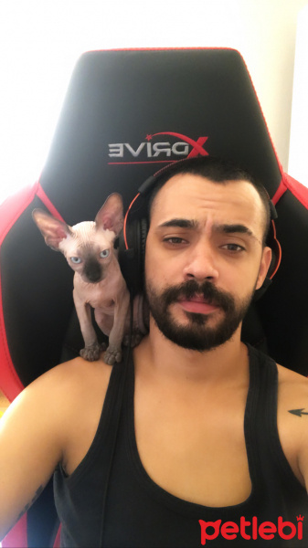 Sphynx, Kedi  George fotoğrafı