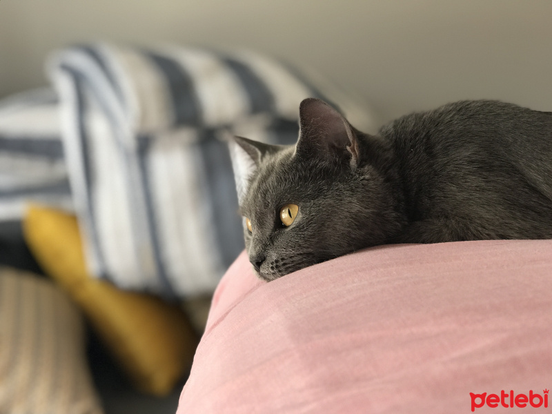British Shorthair, Kedi  Gümüş fotoğrafı
