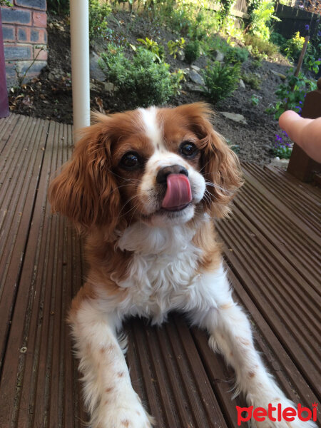 King Charles Spaniel, Köpek  Daisy fotoğrafı