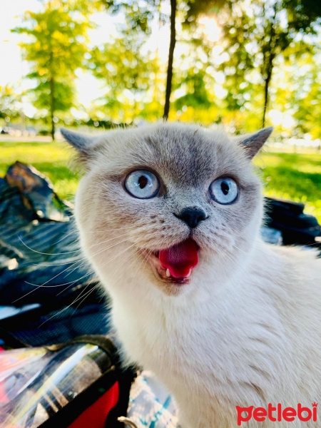 British Shorthair, Kedi  Monica fotoğrafı