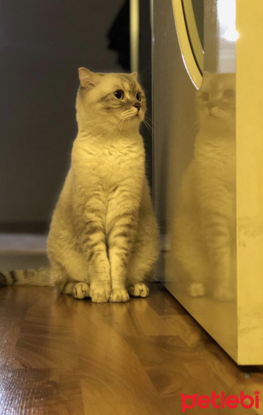 Scottish Fold, Kedi  Robinson fotoğrafı