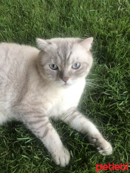 Scottish Fold, Kedi  Robinson fotoğrafı