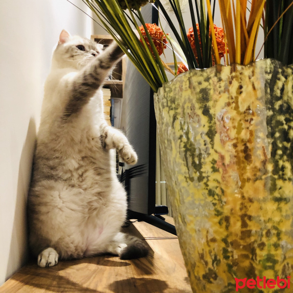 Scottish Fold, Kedi  Robinson fotoğrafı