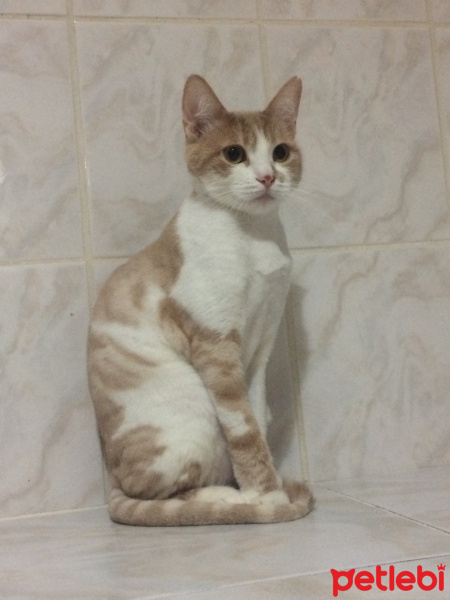 Sarman, Kedi  Badem fotoğrafı