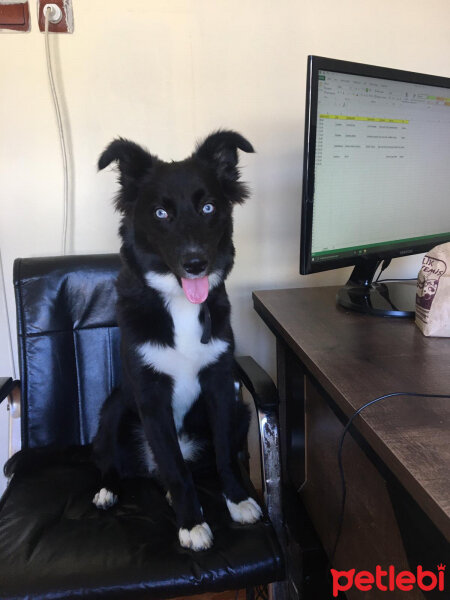 Border Collie, Köpek  Şila fotoğrafı